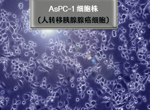 AsPc-1细胞-人转移胰腺腺癌细胞​