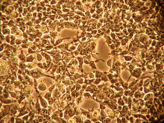 人胚肾细胞-293t细胞
