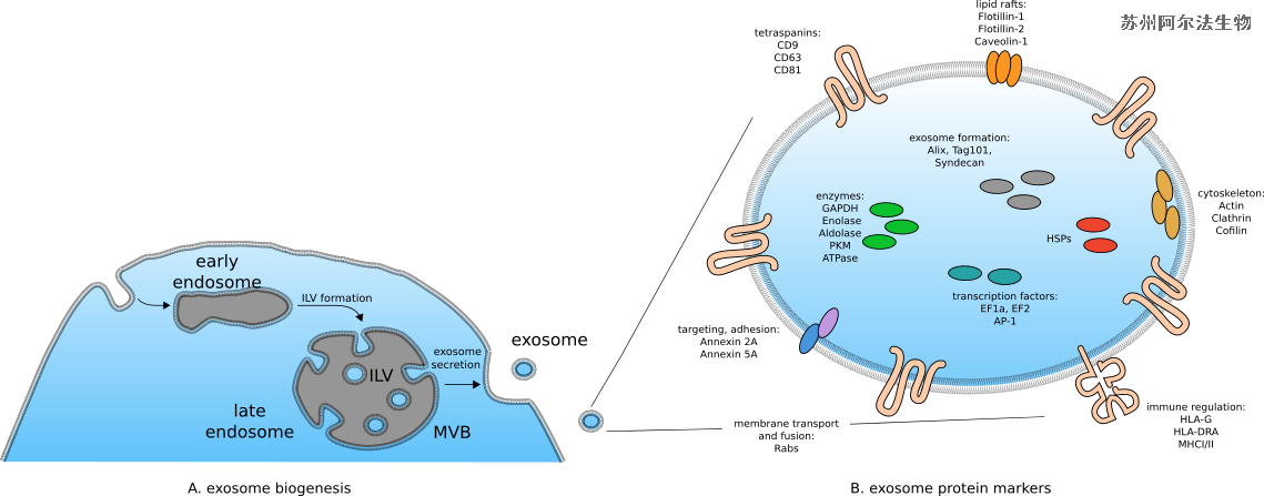 CHO细胞外泌体的分离和表征