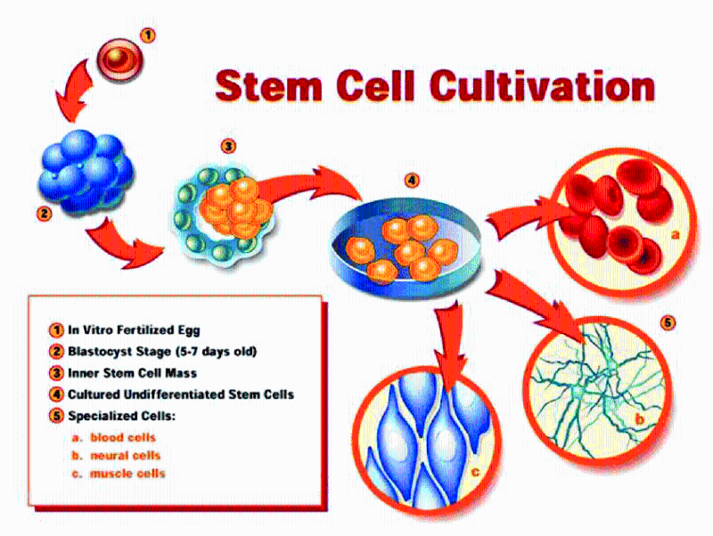 搅拌罐<i style='color:red'>生物反应器培养</i>贴壁细胞如何选择微载体
