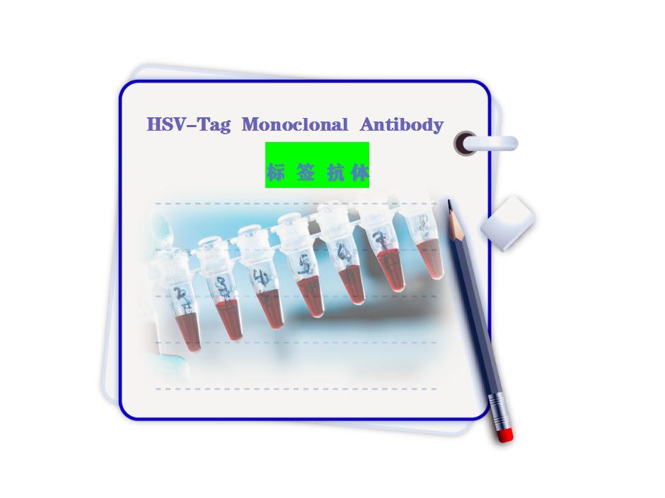 Hsv tag抗体-单克隆抗体-Monoclonal Antibody-9d7-标签抗体