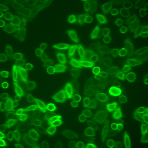 CHO-K1细胞-悬浮培养细胞​