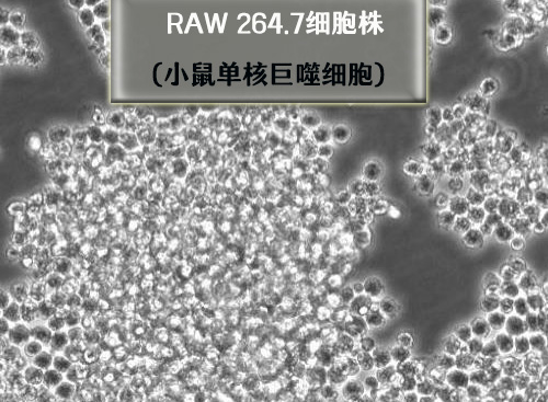 raw264.7<i style='color:red'>巨噬细胞</i>