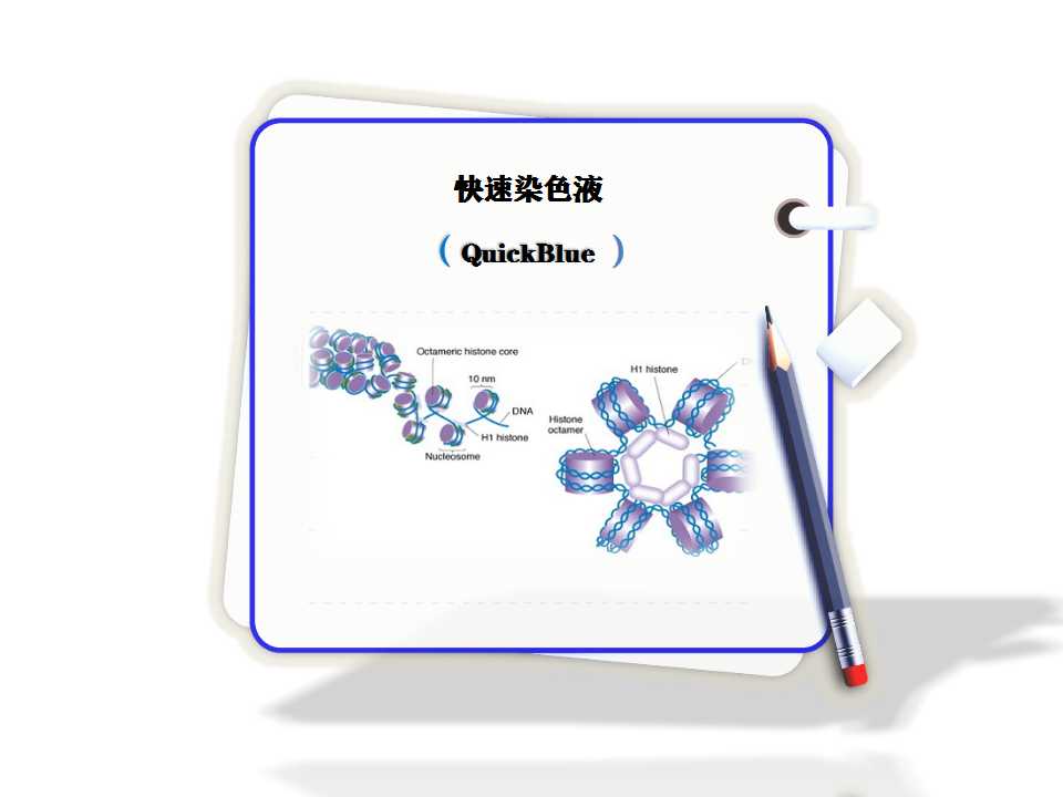 快速染色液-蛋白胶染色液​-QuickBlue