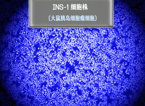 INS-1<i style='color:red'>​</i>细胞