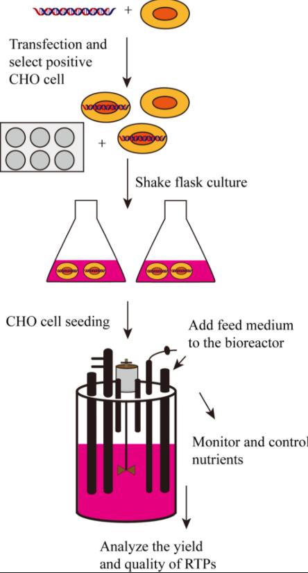 CHO细胞生物反应器补料<i style='color:red'>分批培养</i>技术在重组蛋白生产中的应用