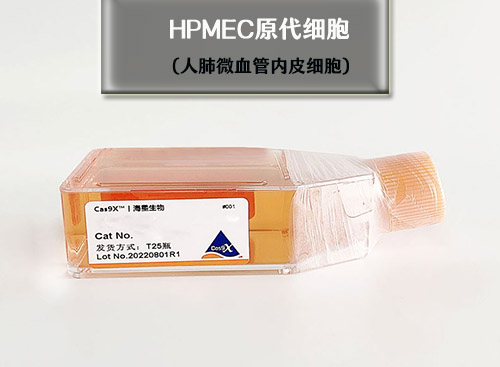人肺微血管内皮细胞- HPMEC