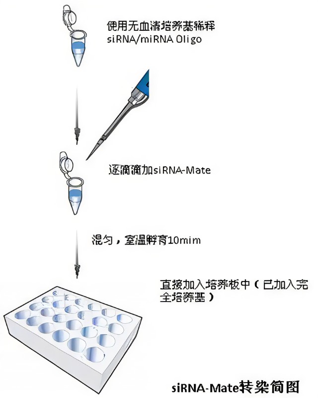 siRNA转染