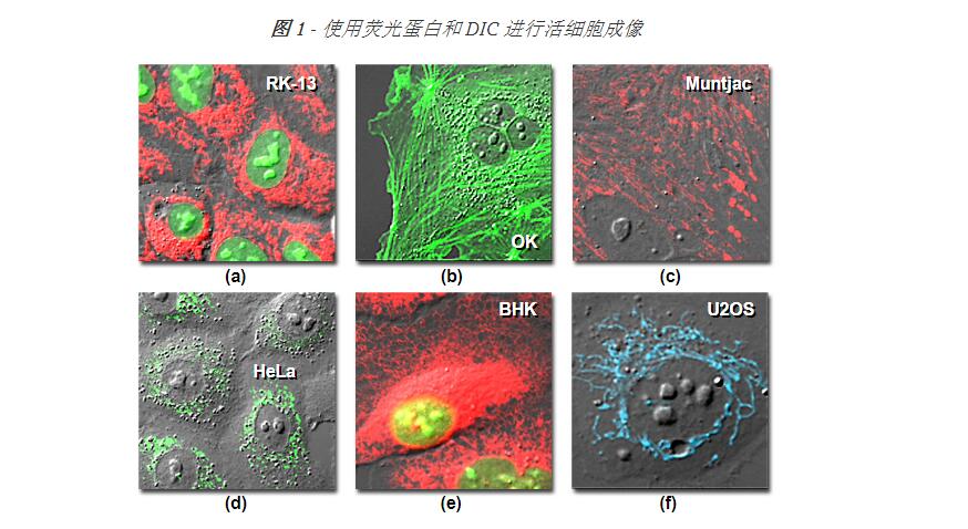 <i style='color:red'>细胞成像</i>-活<i style='color:red'>细胞成像</i>的适宜条件