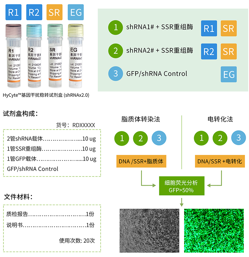 基因干扰稳转试剂盒