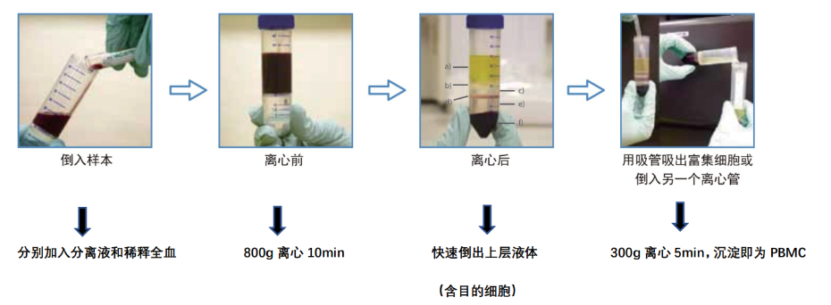 PBMC 分离步骤