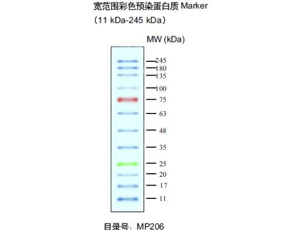 天根试剂-蛋白预染marker