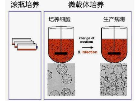 利用生物反应器进行Mdck细胞的微载体培养方法