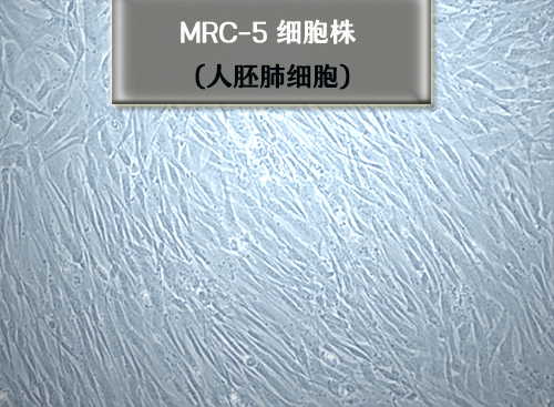 MRC5 细胞