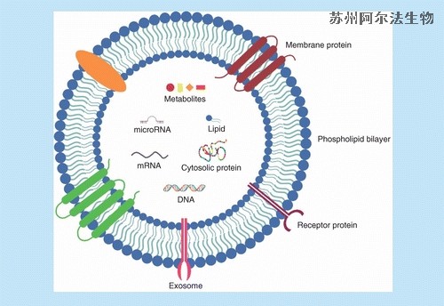 <i style='color:red'>外泌体提取技术</i>-外泌体衍生物的应用