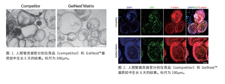 类器官培养技术介绍