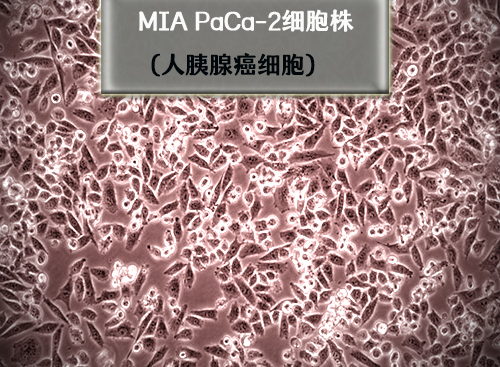 MIA PaCa-2细胞株