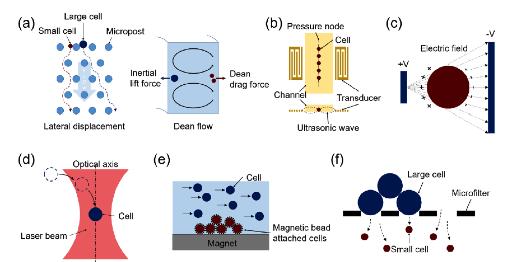 基于微流体的细胞分离-细胞分选