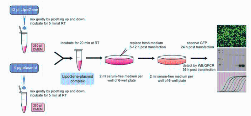 细胞转染实验