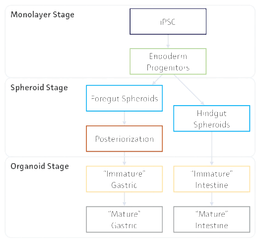 利用3-D 培养系统从人类 iPSC 生成 GI 类器官的流程(1)