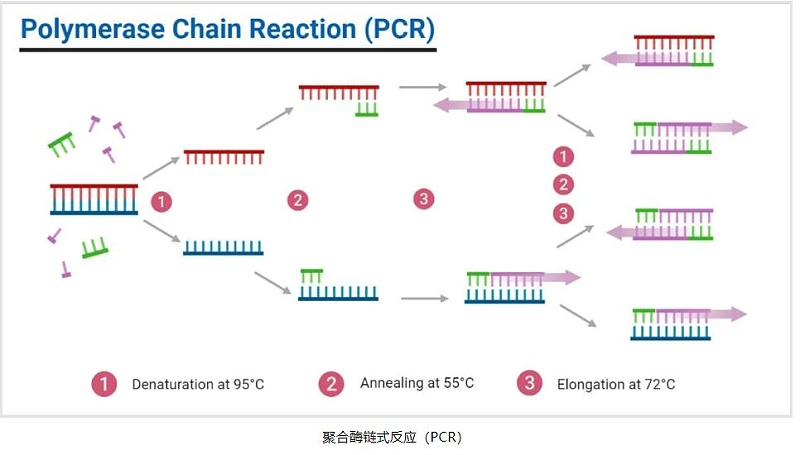 PCR仪