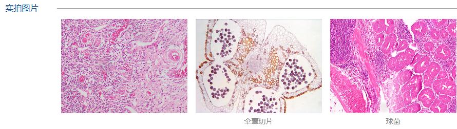 生物显微镜价格