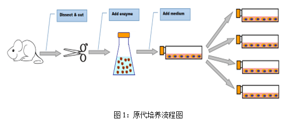 细胞培养-原代细胞的<i style='color:red'>分离纯化</i>