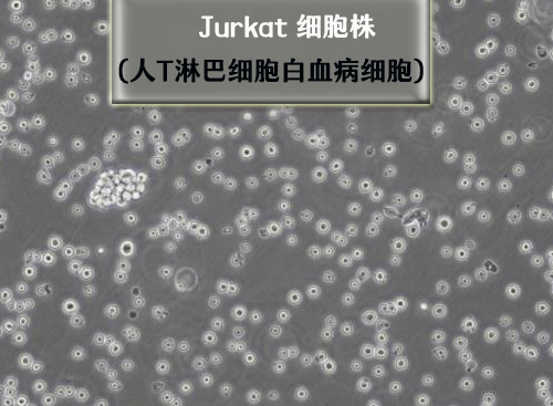 Jurka<i style='color:red'>t细胞</i>​