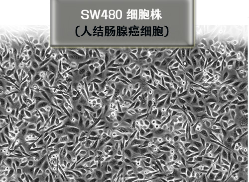 SW480细胞株