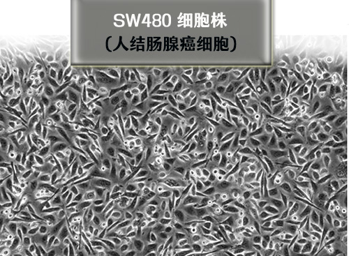 sw480细胞