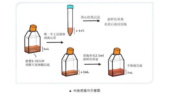 thp-1细胞培养