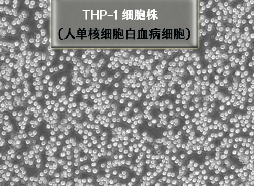 thp1细胞