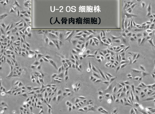 u2os细胞株