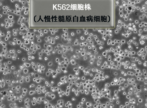 K-562细胞
