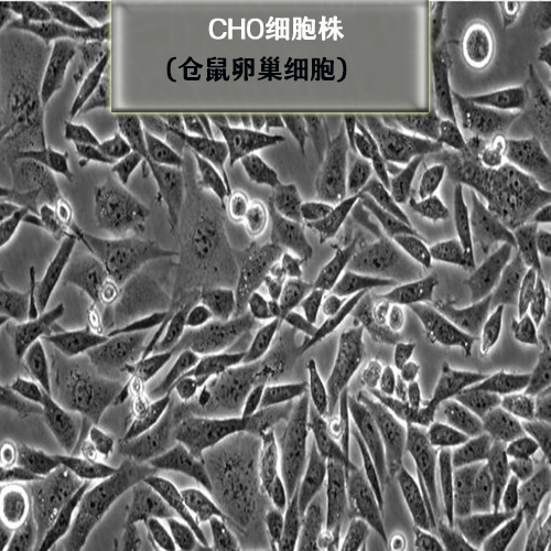 CHO仓鼠卵巢细胞500-500