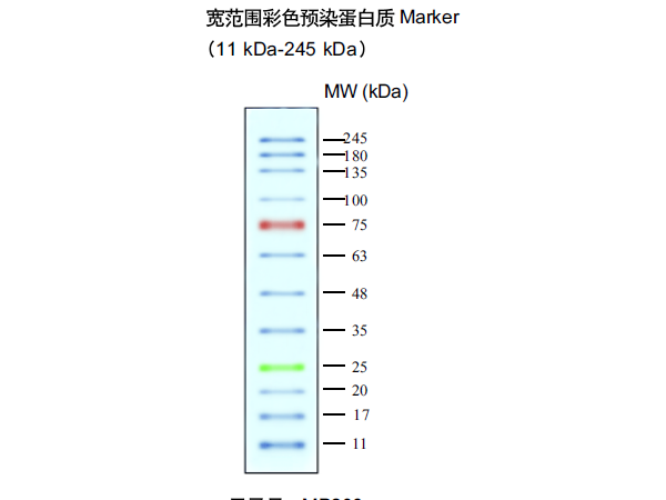 预染蛋白marker