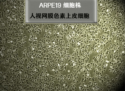 人视网膜色素上皮细胞 ARPE19