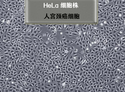 hela细胞