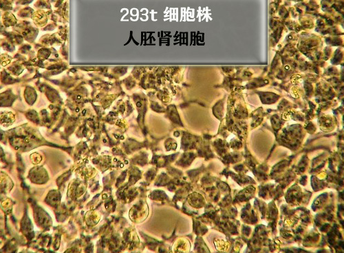 人胚肾细胞-293<i style='color:red'>t细胞</i>