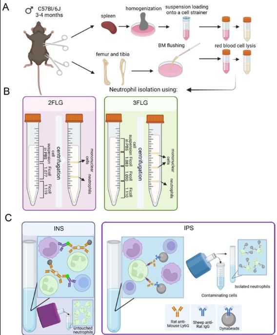 小鼠骨髓和脾脏<i style='color:red'>中性粒细胞分离</i>方案的比较研究及高速离心机的应用