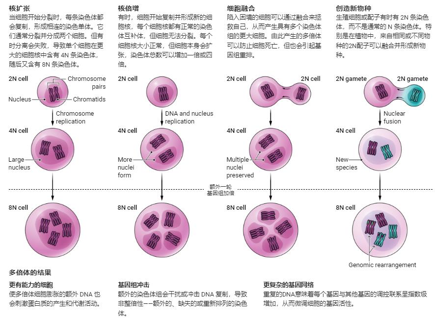 细胞STR鉴定实验步骤和价格