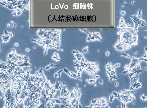 LoVo细胞