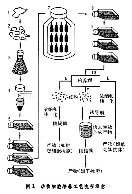 细胞传代