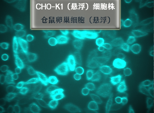 CHO-K1细胞