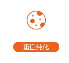 重组蛋白质的表达纯化和蛋白定量<i style='color:red'>实验步骤</i>