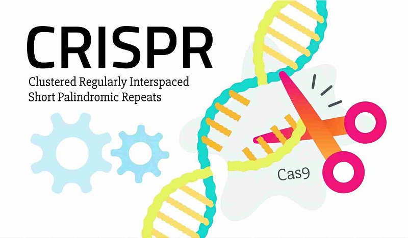 CRISPR-Cas