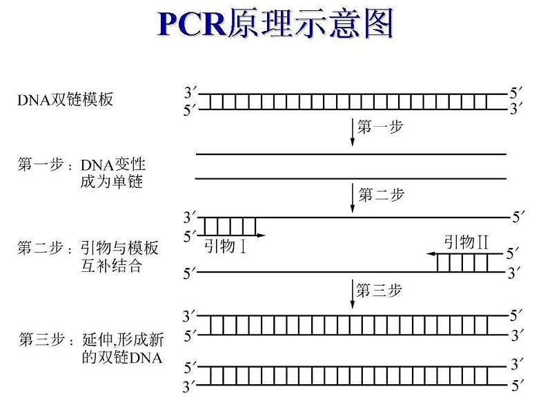 PCR扩增