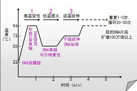 PCR扩增