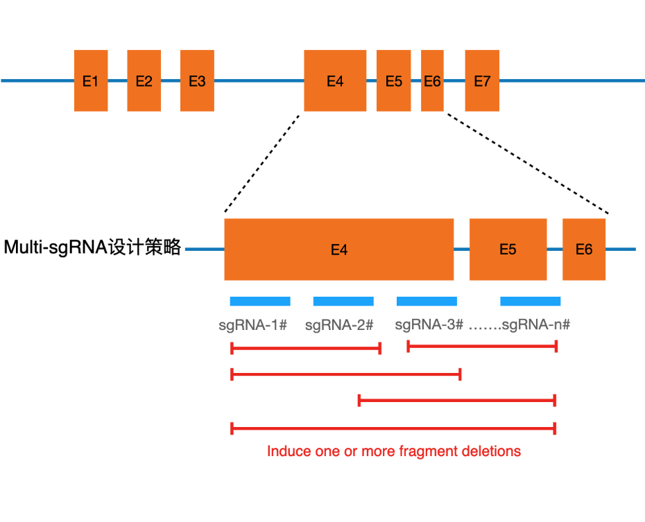 革命性靶向RNA-seq技术助力高效融合基因检测