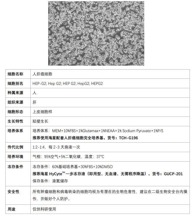 Hep-2细胞培养